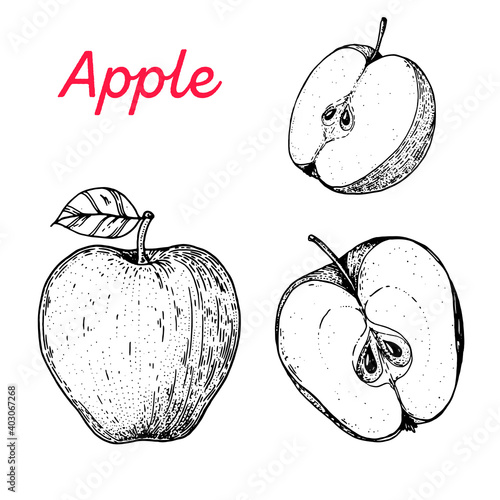 Apple hand drawn vector illustration. Apple slice sketch. Vector illustration. Black and white.