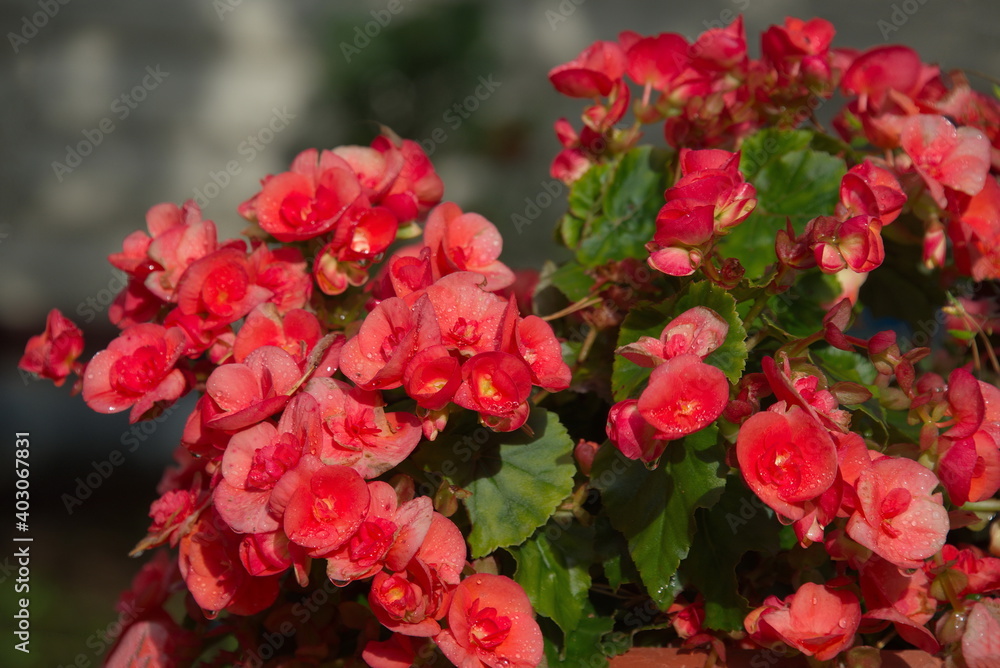 Ornamental plant. Flowering Begonia Elatior (Elatior Borias).