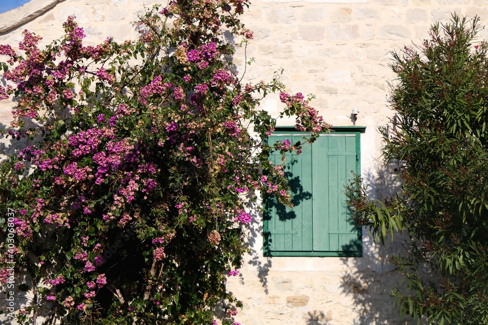 Traditional Mediterranean stone house with green wooden windows and bougainvillea flowers. Architecture in Split, Croatia.