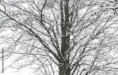 Wallpaper Mural Schneelandschaften Torontodigital.ca