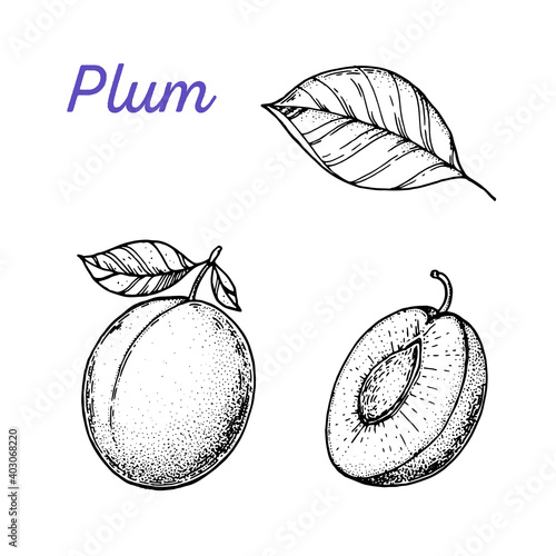 Plum hand drawn vector illustration. Plum slice sketch. Vector illustration. Black and white.