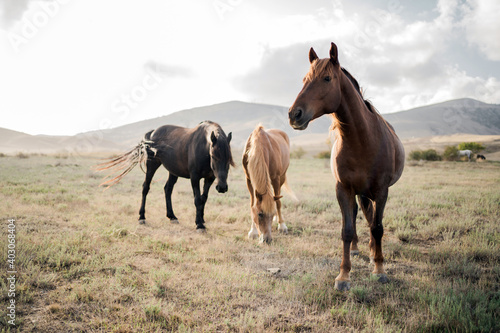 beautiful racehorses horses in the field, walking eating grass, background high hilly mountain. Beautiful view, screen saver, print poster, natural nature
