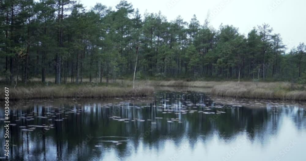 Bog lake moving forward trees and forest background reflection Bog lake moving forward trees and forest background reflection