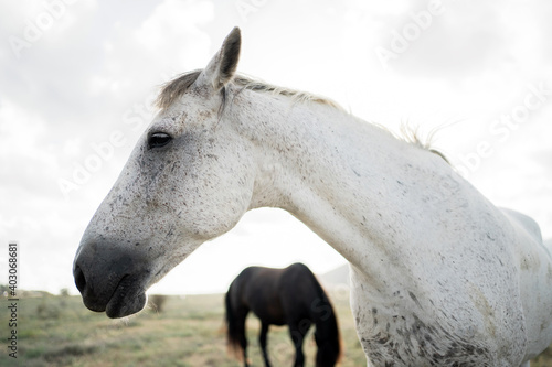 portrait of a white horse, looking at eating grass in a field, white, red and brown. Wild nature, background in the distance high mountains blue and white sky clear. © muse studio