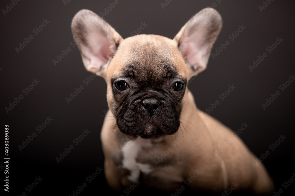 Small beautiful puppies of French Bulldog breed on a black background