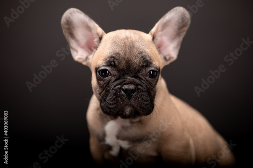 Small beautiful puppies of French Bulldog breed on a black background © Мария Старосельцева