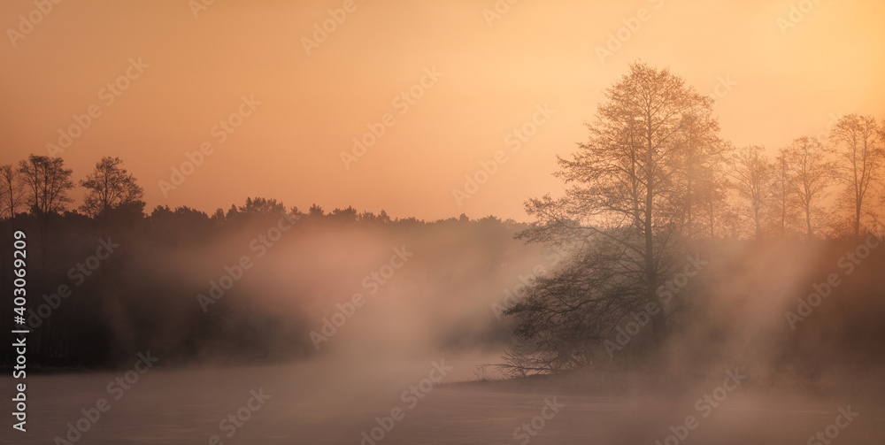 Fototapeta premium misty morning in the forest
