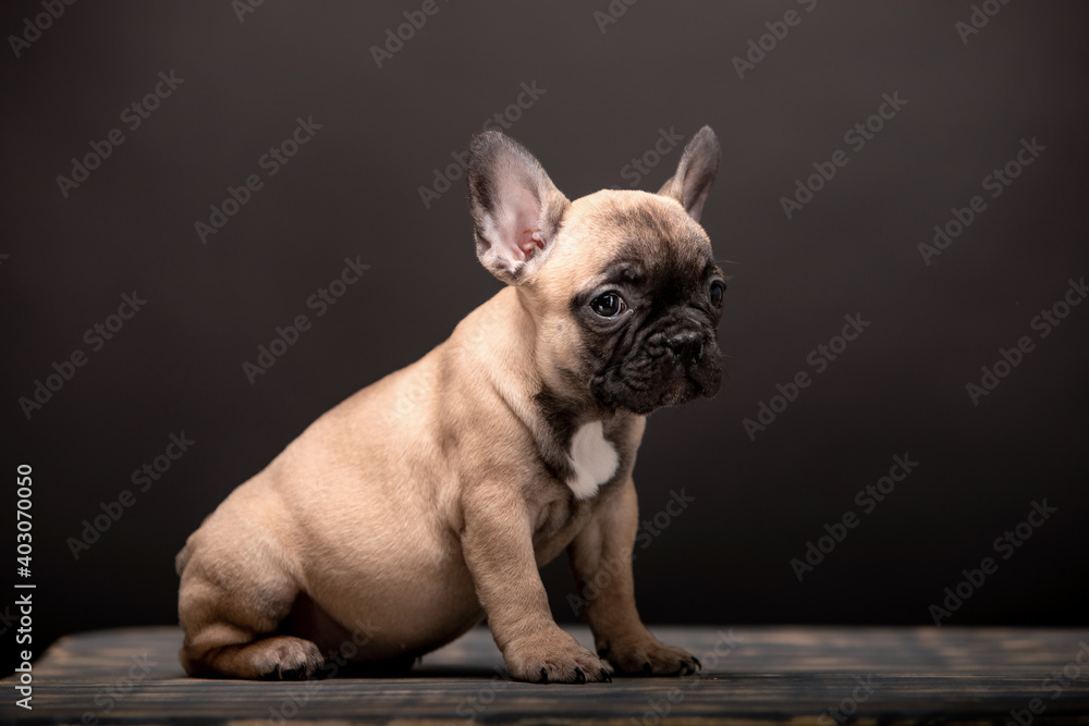 Little french bulldog puppies on black background