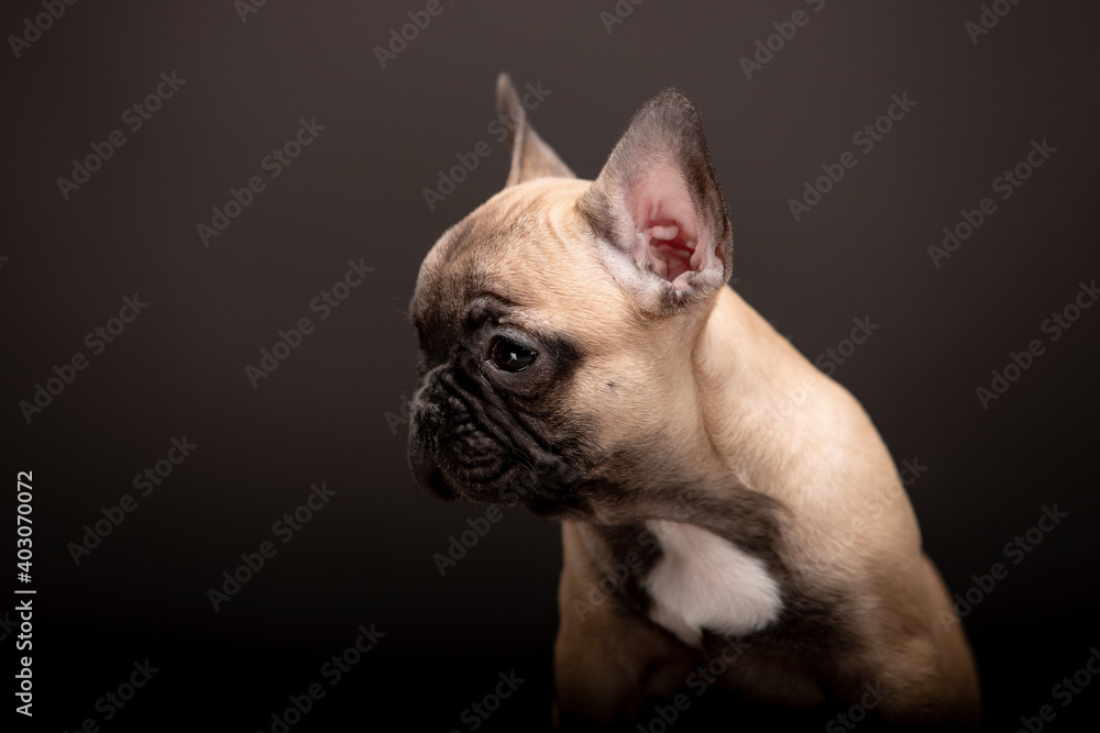 Little french bulldog puppies on black background