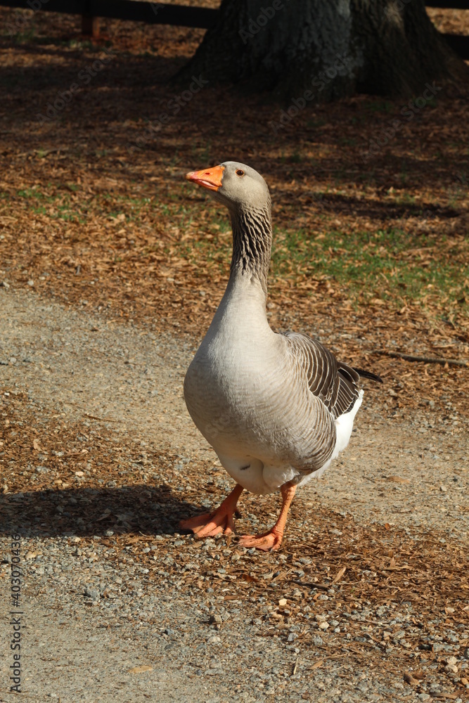 Larry Watch goose Larry Watch goose