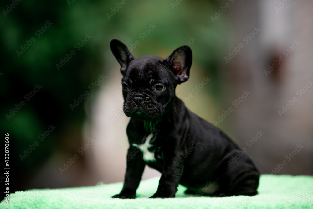 Small black french bulldog puppy