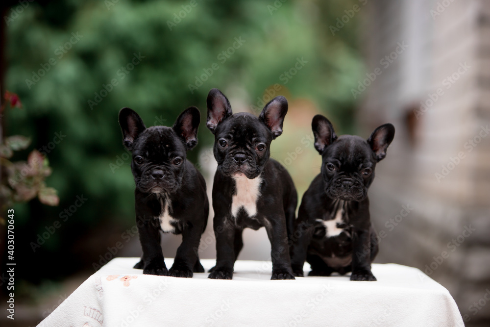 Small black french bulldog puppy Small black french bulldog puppy