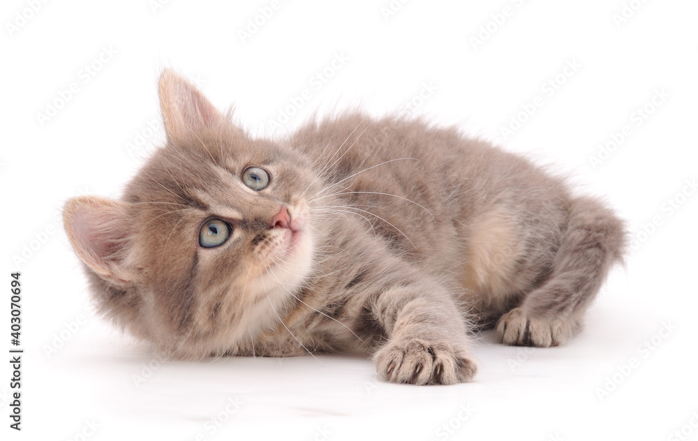 Obraz premium Small gray kitten.