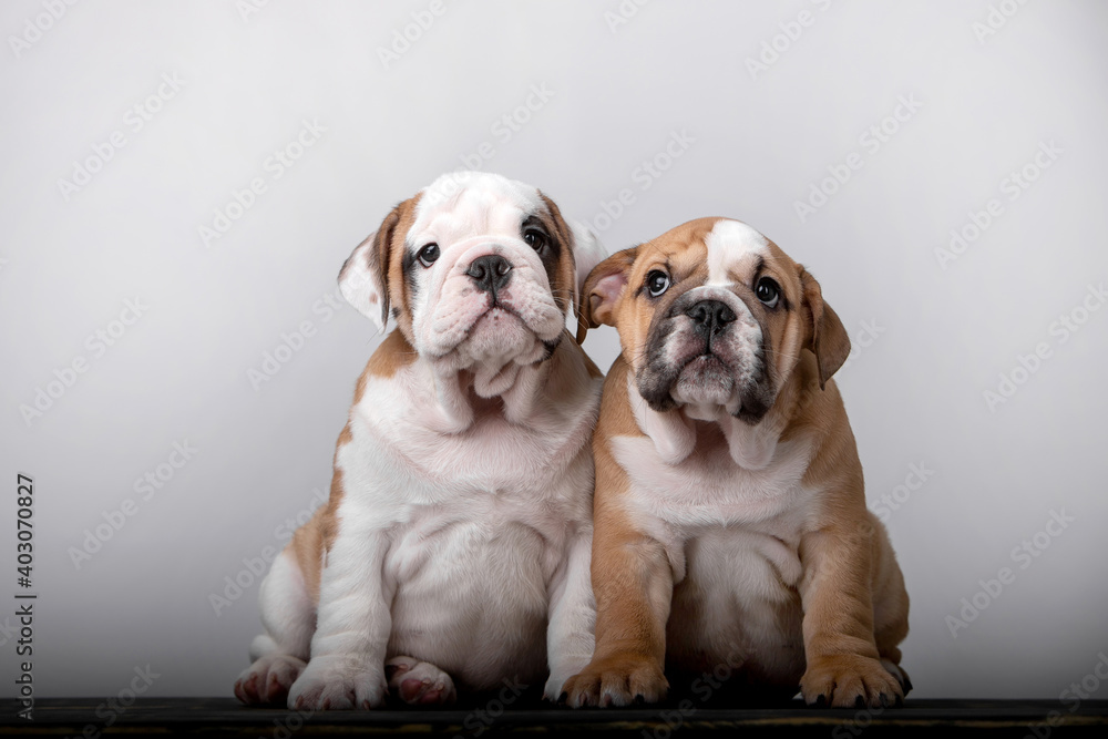 Obraz premium Small english bulldog puppy on white background