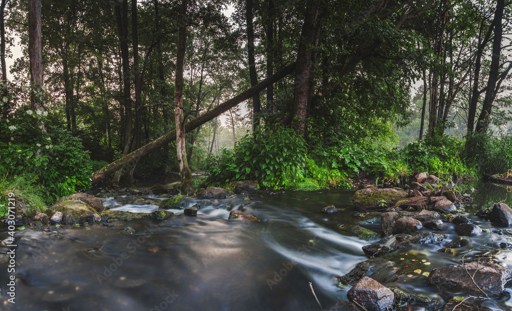 Obraz premium stream in the forest