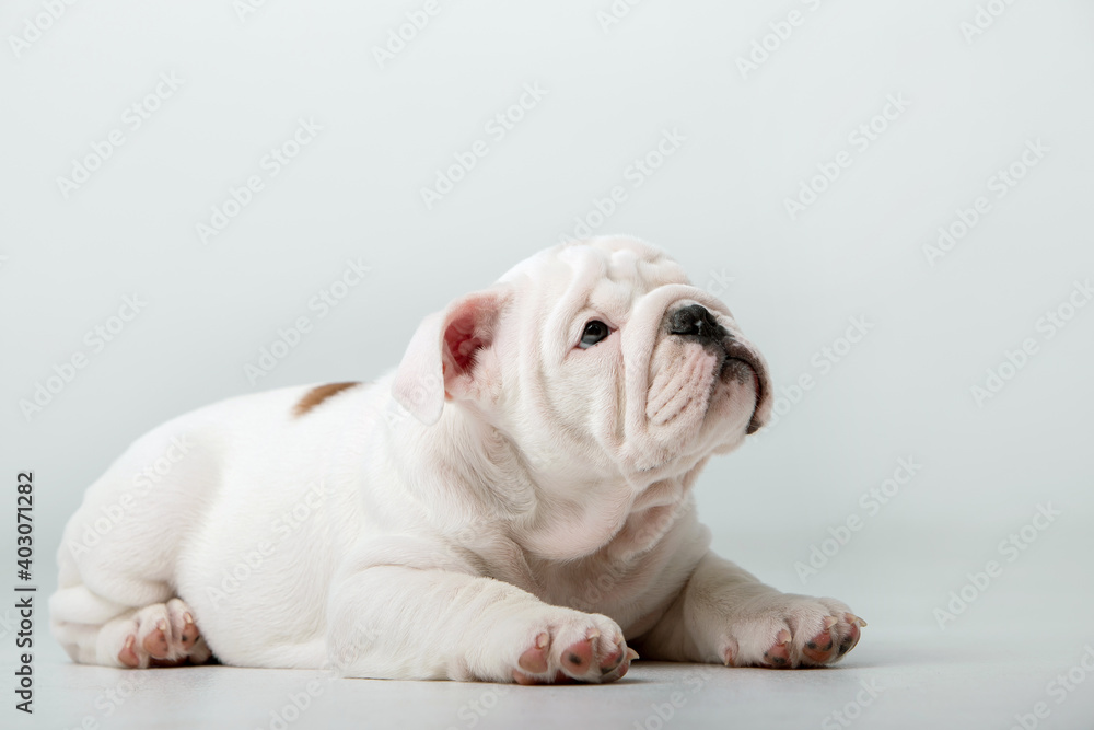 Small english bulldog puppy on a white background