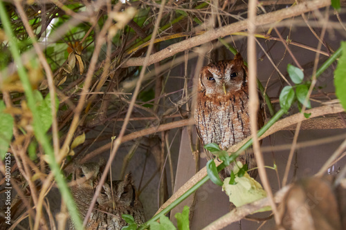 Hidden owl, looking defiantly at the camera.