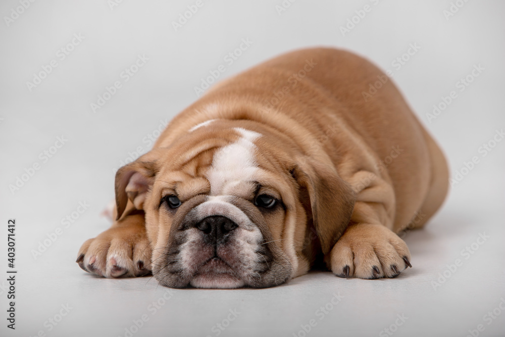 Small english bulldog puppy on a white background