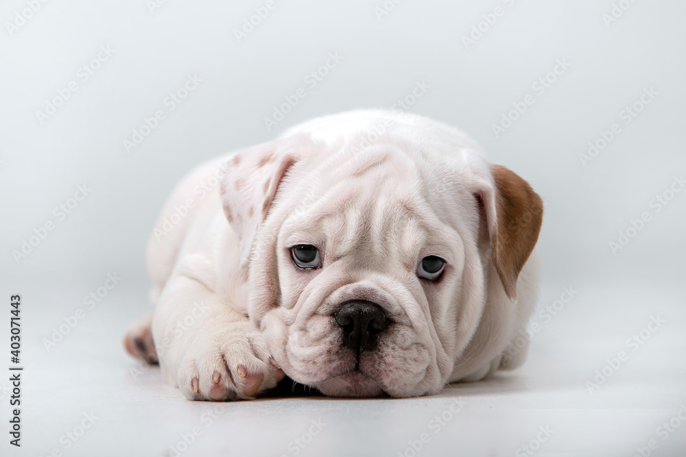 Small puppies of breed English Bulldog on a white background