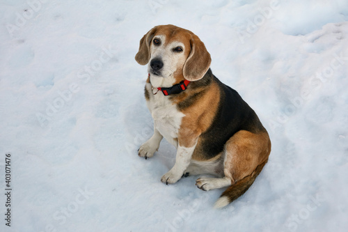 old beagle dog sitting in the snow