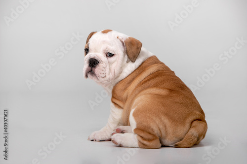 Small puppies of breed English Bulldog on a white background