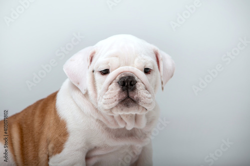 Little English Bulldog puppies on a white background © Мария Старосельцева