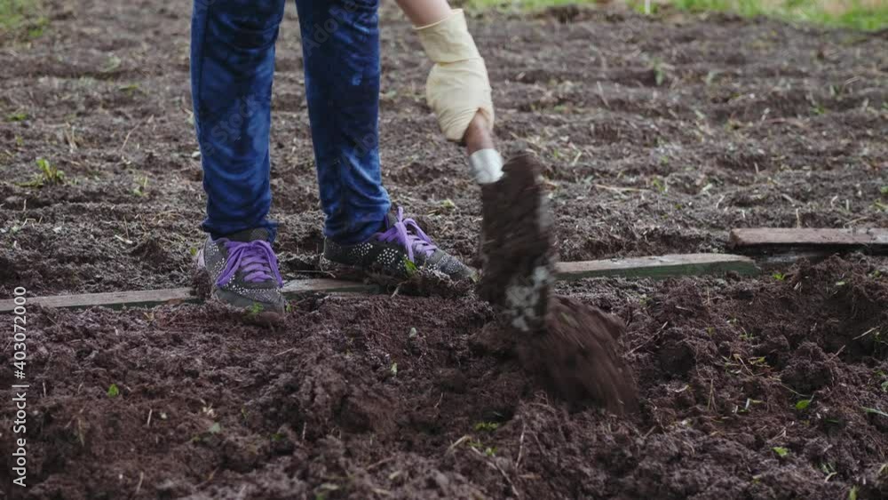 Woman with a shovel makes holes for planting seedlings. Female farmer prepares wet soil for planting cabbage or strawberries. Woman with a shovel makes holes for planting seedlings. Female farmer prepares wet soil for planting cabbage or strawberries.