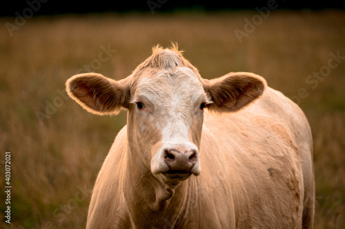 Cow portrait