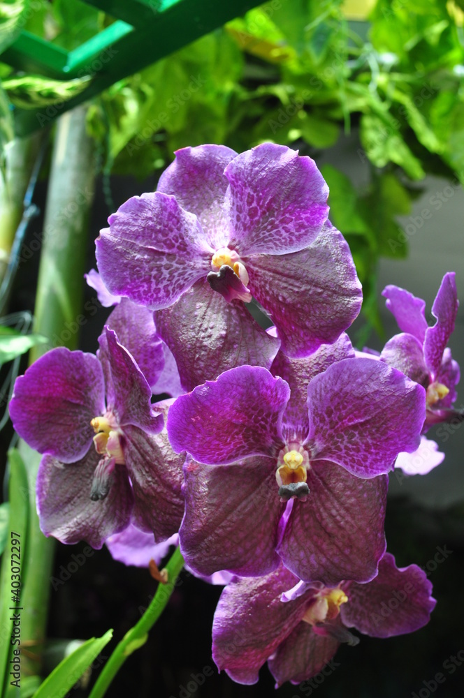Fototapeta premium purple tropical orchid flower blooming with green leaves