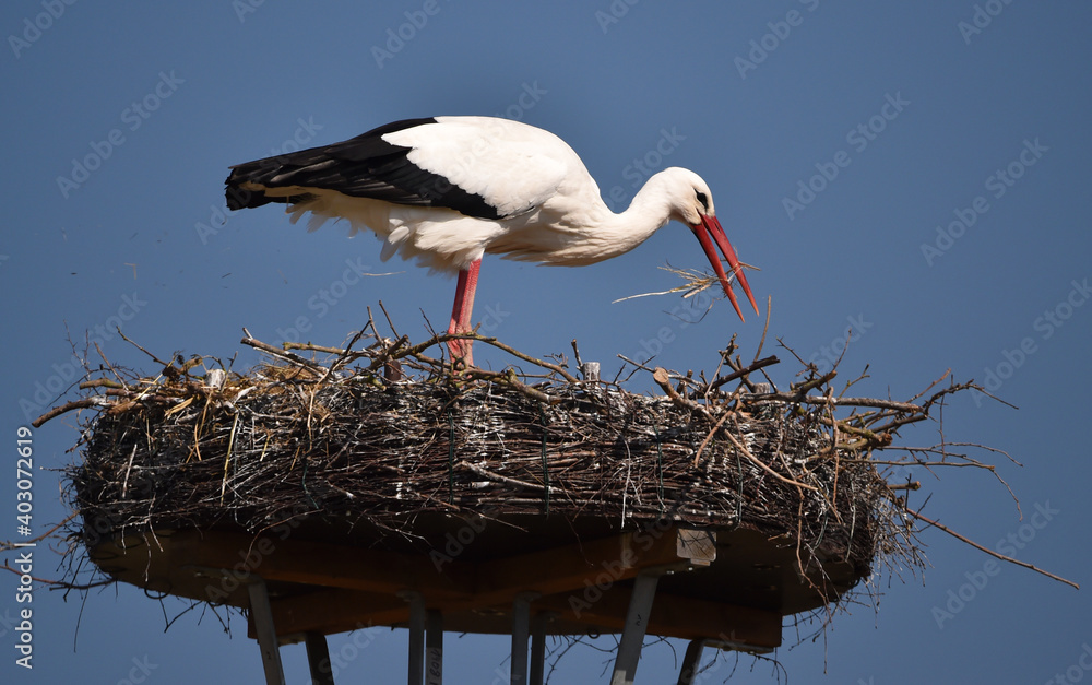 Fototapeta premium Weißstorch beim Nestbau