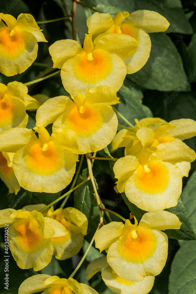 Fototapeta premium Lindley's Dendrobium (Dendrobium lindleyi) in greenhouse