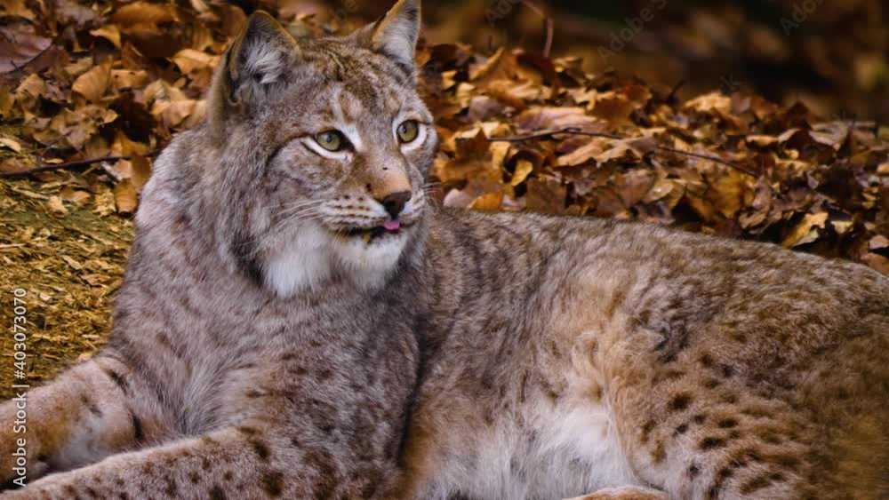 Close up of lynx cat on a sunny day in the woods in autumn searching for food.
Close up of lynx cat on a sunny day in the woods in autumn searching for food.