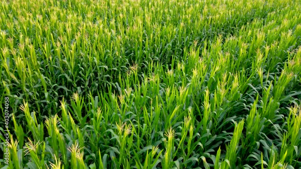 Aerial view of a cornfield in Thailand, Fresh organic cornfield, a green cornfield in the agricultural garden, light shines sunset. Aerial view of a cornfield in Thailand, Fresh organic cornfield, a green cornfield in the agricultural garden, light shines sunset.