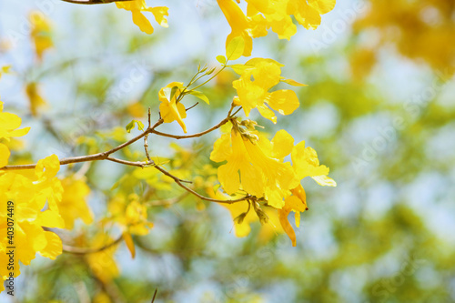 yellow nature