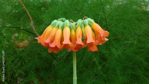 Close-up, inflorescence of succulent plant Kalanchoe tubiflora. Motorized dolly slider shot. photo