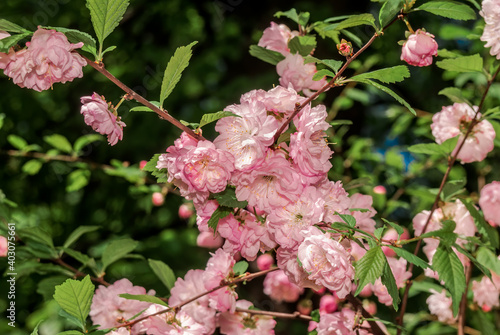 Wallpaper Mural Flowering Almond (Louiseania triloba) in park Torontodigital.ca