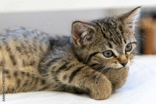 Portrait of a cute little kitten lying on the bed  at home © RiCi