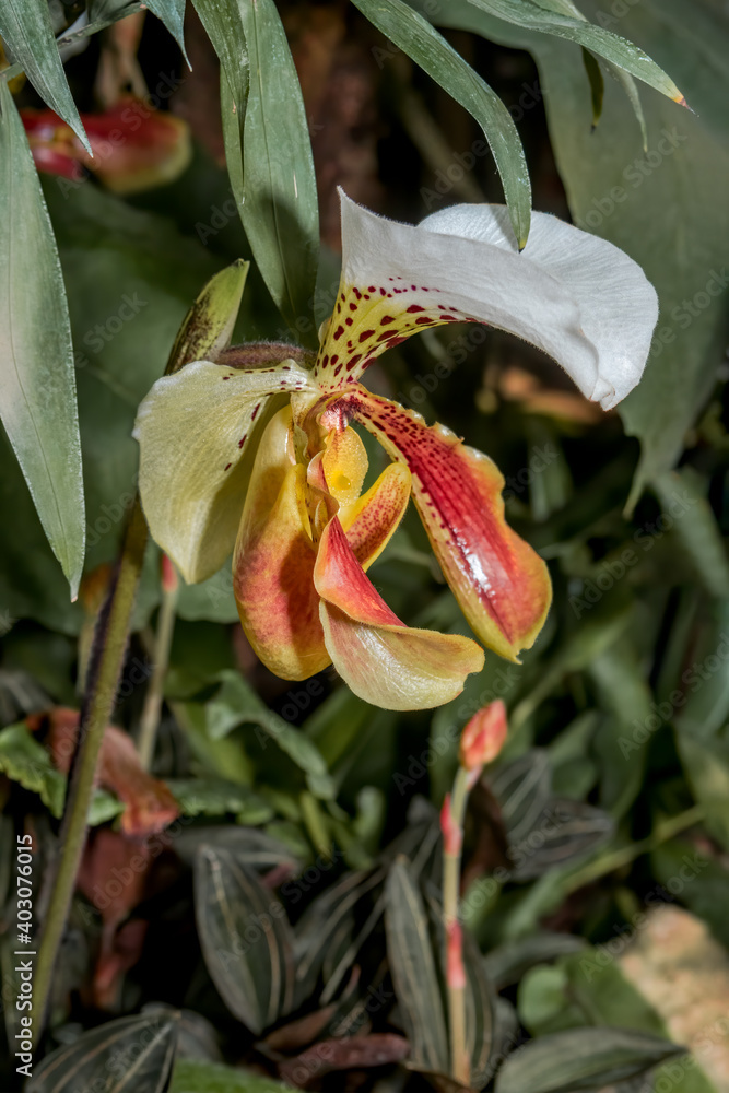 Obraz premium Paphiopedilum Slipper Orchid (Paphiopedilum hybridum) in greenhouse
