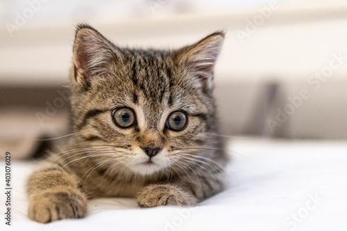 Portrait of a cute little kitten lying on the bed at home