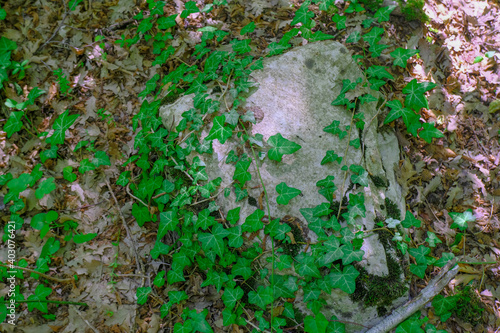 close up of a stone covered with green ivy leaves on the forest ground. Top view. Natural background