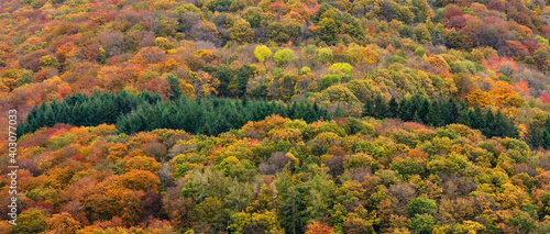 Une forêt de feuillus et de résineux dans le parc régional du morvan / A forest of hardwoods and softwoods in the Morvan Regional Park photo