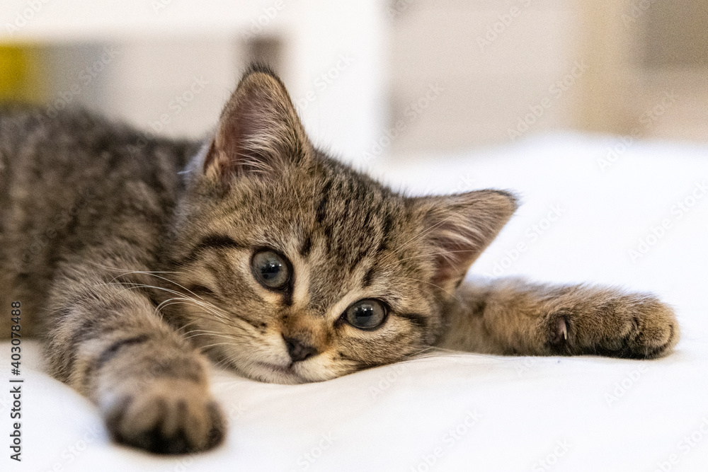 Portrait of a cute little kitten lying on the bed  at home