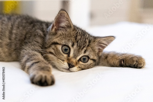 Fototapeta Naklejka Na Ścianę i Meble -  Portrait of a cute little kitten lying on the bed  at home
