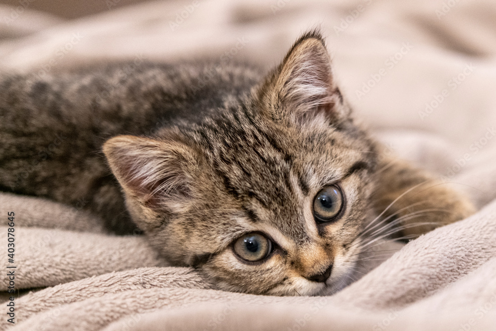 Portrait of a cute little kitten lying in soft blanket on the bed at home Portrait of a cute little kitten lying in soft blanket on the bed at home
