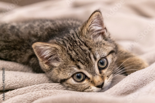 Portrait of a cute little kitten lying in soft blanket on the bed at home