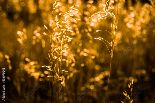 golden wheat field at sunset