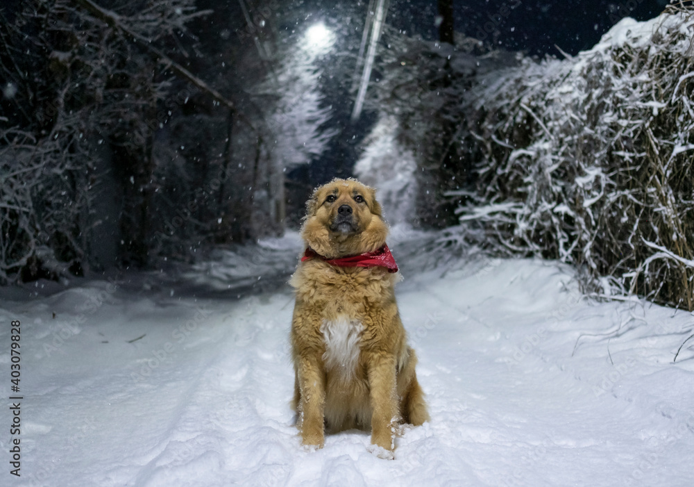 Cute fluffy beige dog sitting at snowy night Cute fluffy beige dog sitting at snowy night