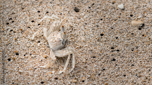 Perfect camouflaged crab on a sandy beach  blending perfectly  hard to detect 