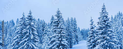 Trees with snow in the mountains © BO-stockphoto