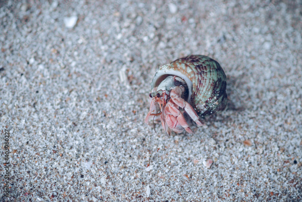 common periwinkle coming out of the shell in a beach has a broadly ovate thick and sharply pointed shell and contains whorls. fine threads and wrinkles, grey-brown color with dark spiral bands, common periwinkle coming out of the shell in a beach has a broadly ovate thick and sharply pointed shell and contains whorls. fine threads and wrinkles, grey-brown color with dark spiral bands,